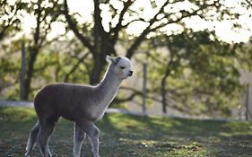 Agriturismo Il Beccafico Alpaca